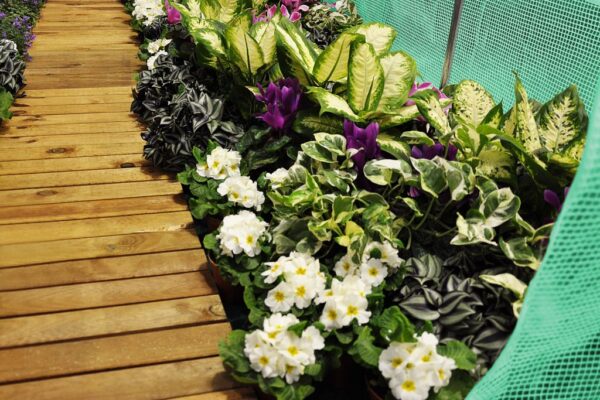 1548411412-858016-big